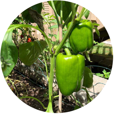 Imported Green Capsicum 10 Pcs Seeds image