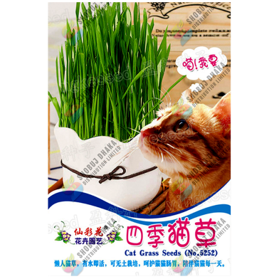 Imported Hybrid Chinese Cat Grass Intact Packet -20gm image