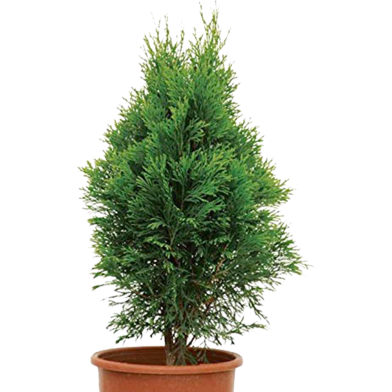 Imported Pabon Jhau Tree Seeds - 100 Pcs image