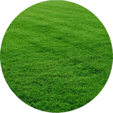 Imported Sports And Field Grass Seeds - 500 Plus Pcs image