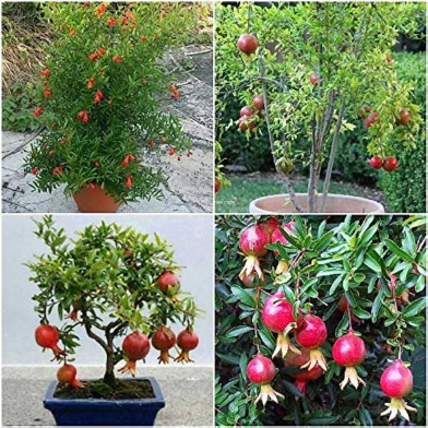 Indian Vedana Fruit Bonsai Tree Seeds - 20 Pcs image