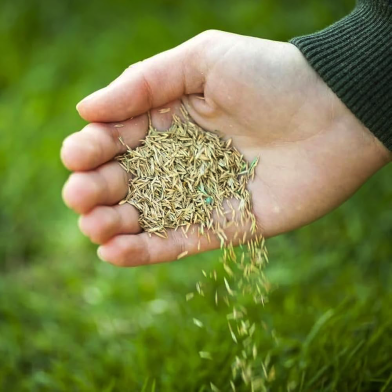 Imported Sports And Field Grass Seeds - 5000 Pcs Plus image