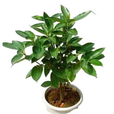 Japanese Cinnamon Bonsai Seeds - 10 Pcs image
