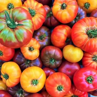 Japanese Tomato Seeds (Multicolor) - 100 Pcs image