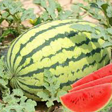King Watermelon Bonsai Red Flesh Balcony Pot Seeds image
