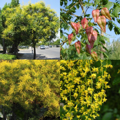 Koelreuteria Bonsai Tree Seeds 20 Pcs image