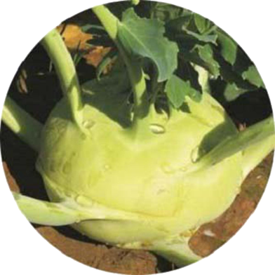 Kohlrabi Vegetables Seeds - 300 Plus Pcs image
