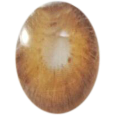 Ksseye Pattaya Brown Color Contact Lens image