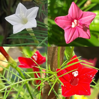 Kunzo Flower Seeds (3 Color Mix) - 10 Pcs image