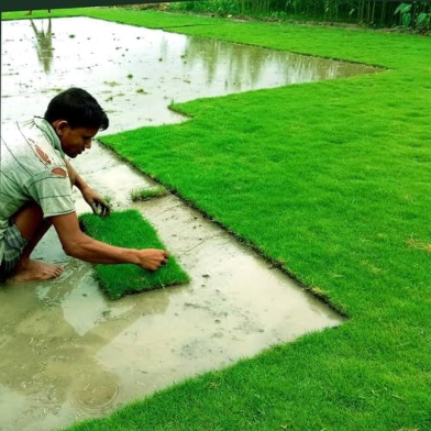 Lawn Grass- 200 Pcs Seeds image