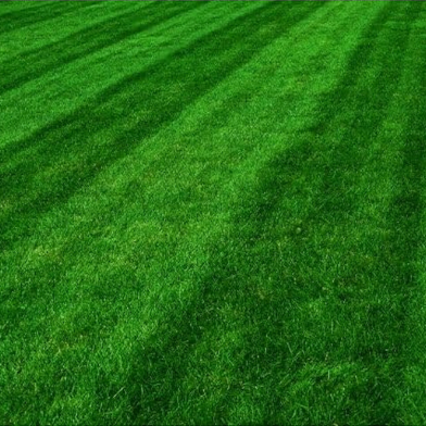 Lawn Grass Seeds - 200 Plus Pcs image