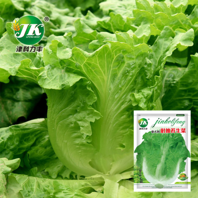 Lettuce Green Seed image