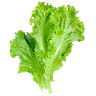 Lettuce Seed image