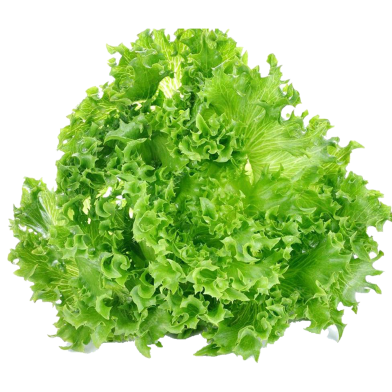 Lettuce Seeds - 25 Pcs image