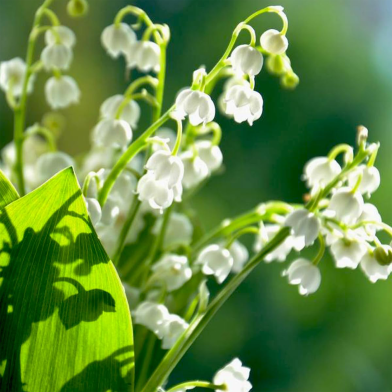 Lily Of The Valley Orchid Seeds 20 Pcs image