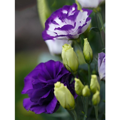 Lisianthus Seed 5pcs image