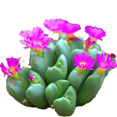 Lithops Mixed Succulent Seeds (Stone Plant) - 10 Pcs image