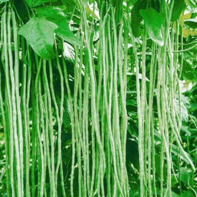 Long Bean Seeds 10 Pcs Plus image