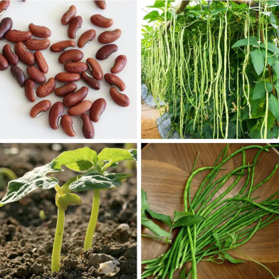 Long Bean Seeds - 50 Pcs image