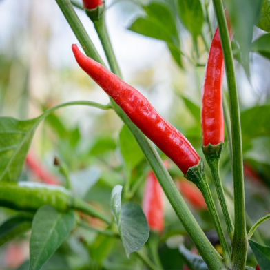 Long Red Hot Spaicy Chili - 30 Plus Seeds image