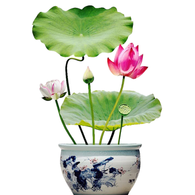 Lotus Poddo Flower Bonsai Seeds 5 Pcs image