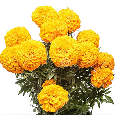 Marigold Flower Seeds F2 Hybrid - 15 Pcs image