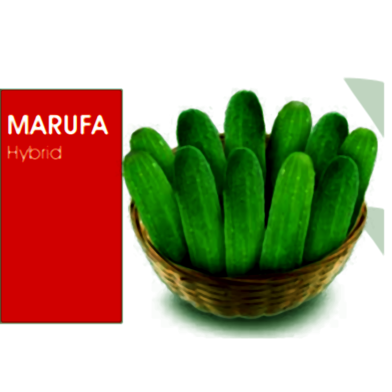 Marufa Hybrid Cucumber Seeds (5gm) image