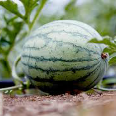 Melon King Watermelon Bonsai Seeds 5 Pcs image