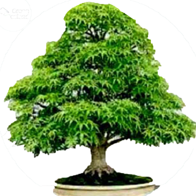 Mini American Maple Bonsai Seeds - 20 Pcs image