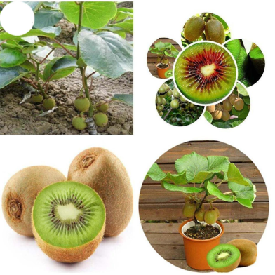 Mini Kiwi Fruit Bonsai Seeds - 50 Pcs image