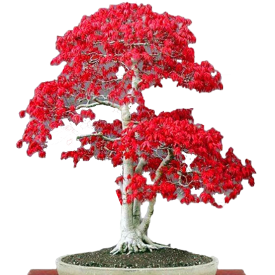 Mini Red Maple Bonsai Tree 15 Pcs Seeds image