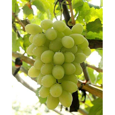 Miniature Grape -20 Pcs Seeds image