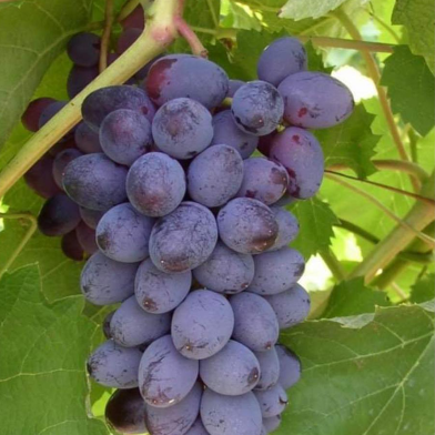 Miniature Syrah Grape Vine Seeds 20 Pcs image