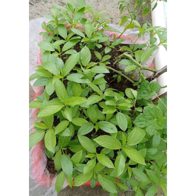 Misti Paat Shaak Beej 1 gm image