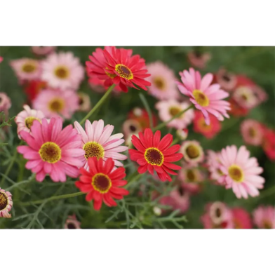 Mix Gerbera Daisy Flower Seeds - 20 Pcs image