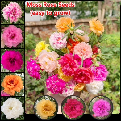 Mix Portulaca Multi Color - 50 Pcs Plus Seeds image