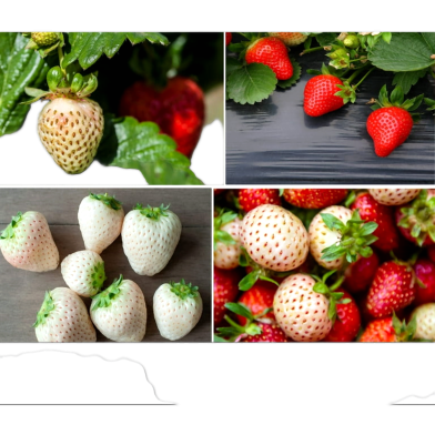 Mix Strawberry Seeds - 30 Pcs image