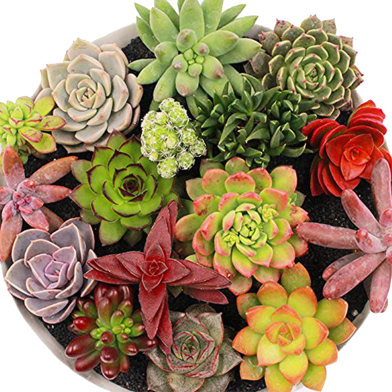 Mix Succulent Lotus Echeveria Lithops Bonsai Seeds 15 Pcs image
