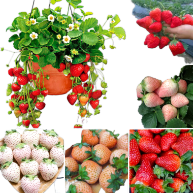 Mix Sweet Strawberry Seeds - 20 Pcs image