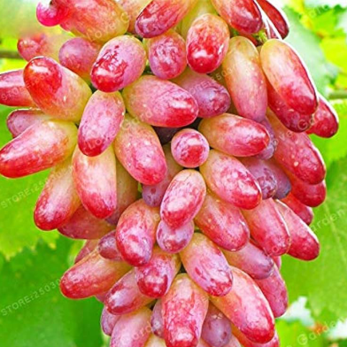 Mixed Finger Grape Seeds (Potted Fruit Plant) - 5 Pcs image