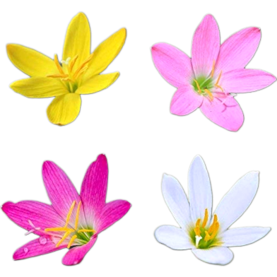 Mixed Zephyranthes Lily Flower Bonsai Seeds - 10 Pcs image