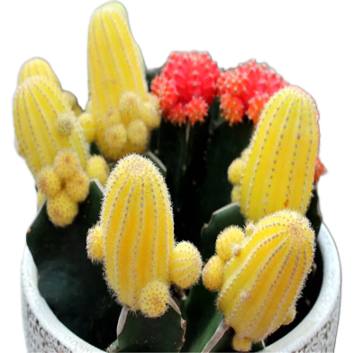 Mixture of Cactus Seeds Rare Succulent Plants- 20 Pcs image