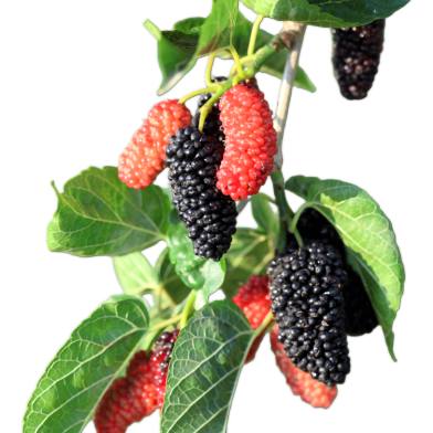 Mulberry Morus Nigra Tree Seeds 50 Pcs image