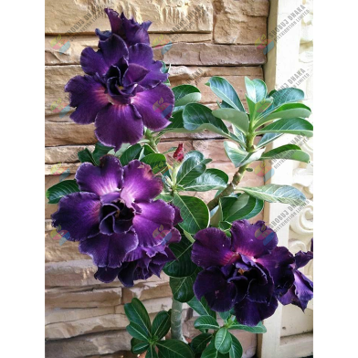 Multicolor Adenium Obesum 5Pcs Seeds Intact Pack 0.25gm image