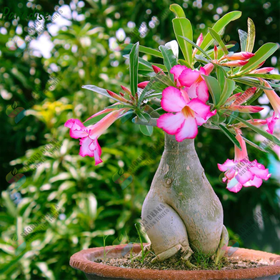 Multicolor Adenium Obesum Seeds Slide 2