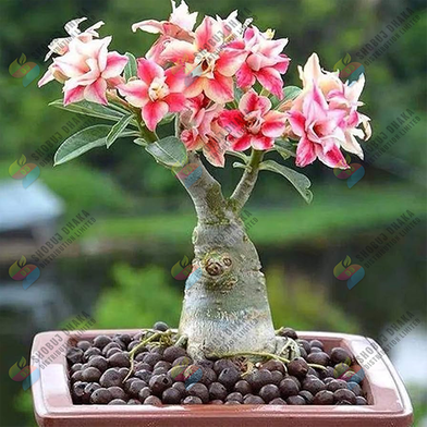 Multicolor Adenium Obesum Seeds Slide 3