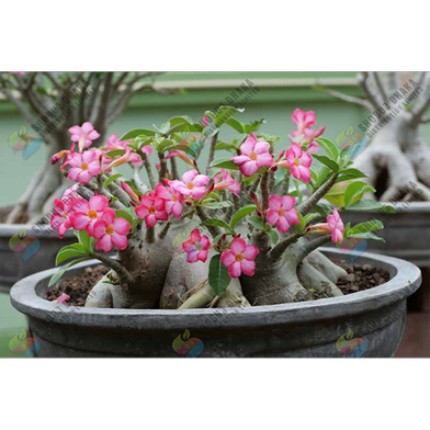 Multicolor Adenium Obesum Seeds Slide 4