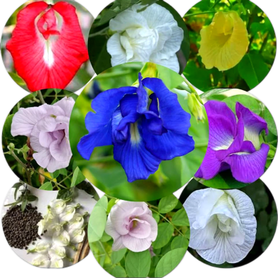 Multicolor Aparajita Flowers Hybrid Seeds 10 Pcs Plusall Season image