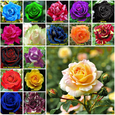Multicolor Rose Flower Seeds - 30 Pcs image