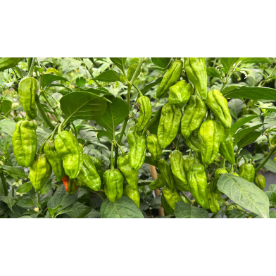 Naga Chilli Seed image